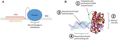 From Bioengineering to CRISPR/Cas9 – A Personal Retrospective of 20 Years of Research in Programmable Genome Targeting